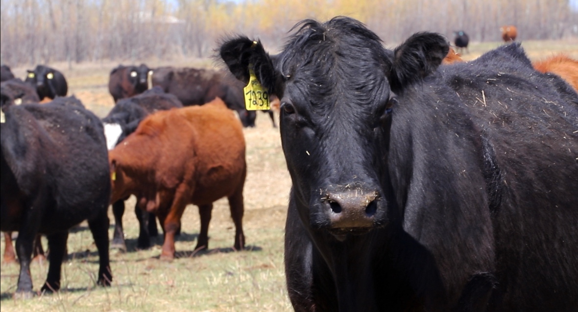 A cow stands in a field.